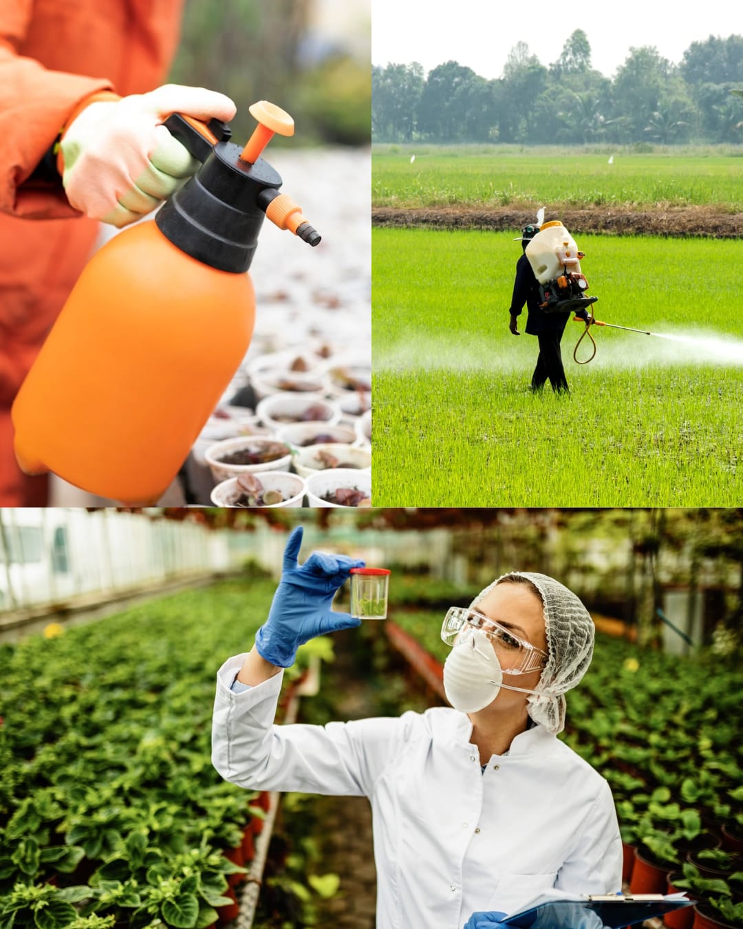Manejo y Aplicación de Productos Fitosanitarios