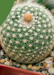 Jornada Suculentas y Cactus