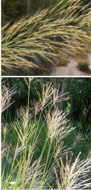 Gramíneas en el Jardín