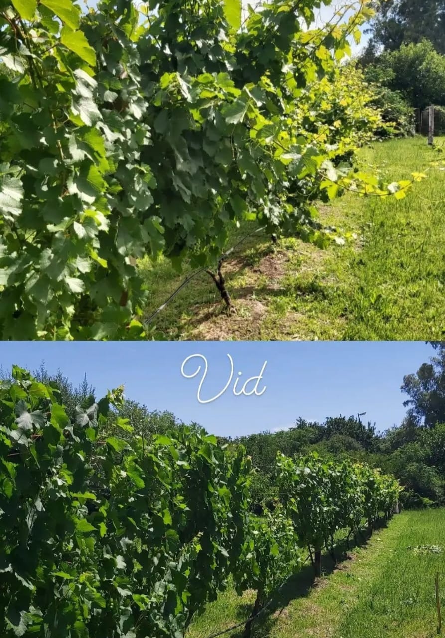 Principios básicos de la viticultura para aficionados (teorico-practico)