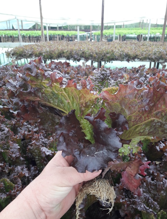 Hidroponía Sustentable