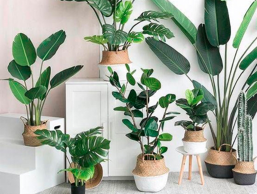 JORNADA: PLANTAS PARA INTERIOR