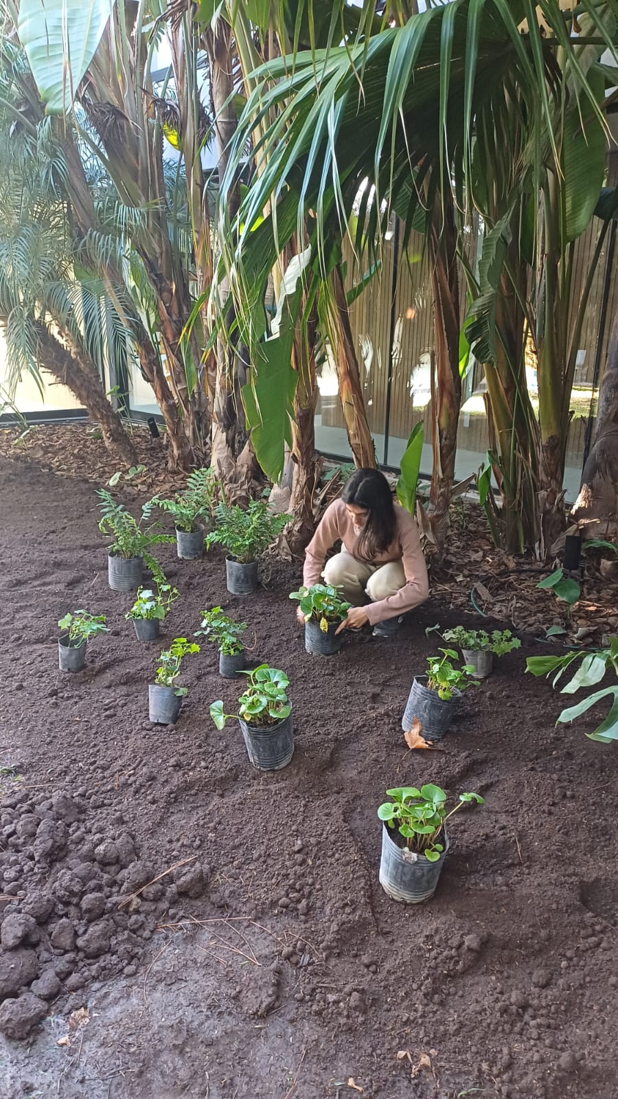 Segundo Paso de Jardinería: Cómo cuidar tus plantas