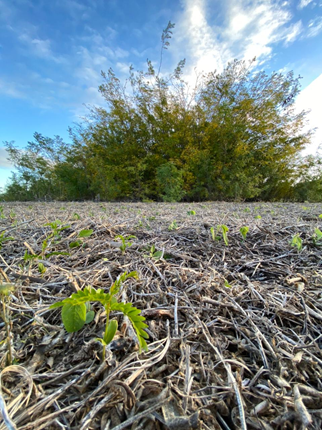La aplicación de la ciencia sobre el control y el manejo de la acacia negra