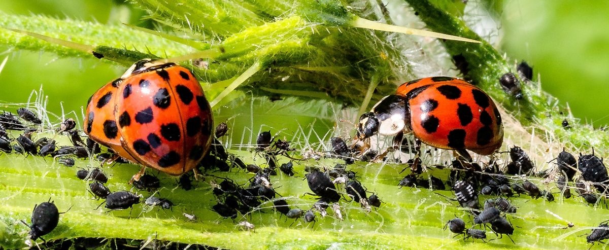 JORNADA: SANIDAD DE ORNAMENTALES