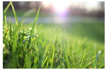 El Verano en el Jardín