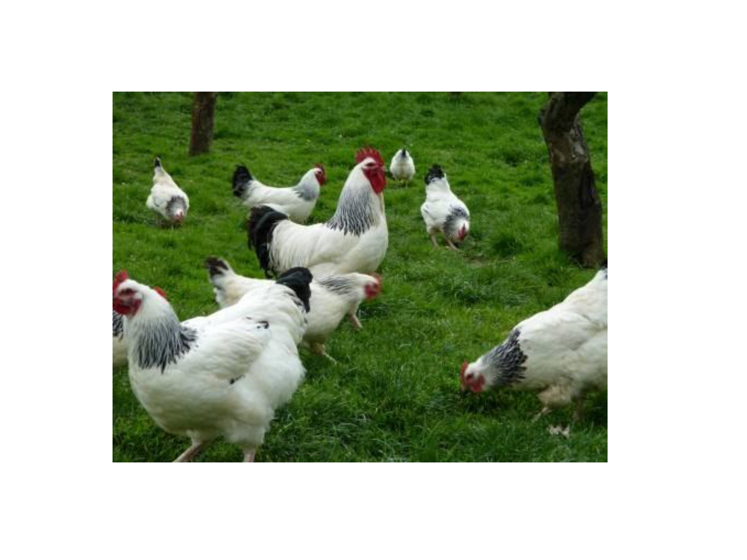 Avicultura Agroecológica 2025 M II Avicultura de Traspatio