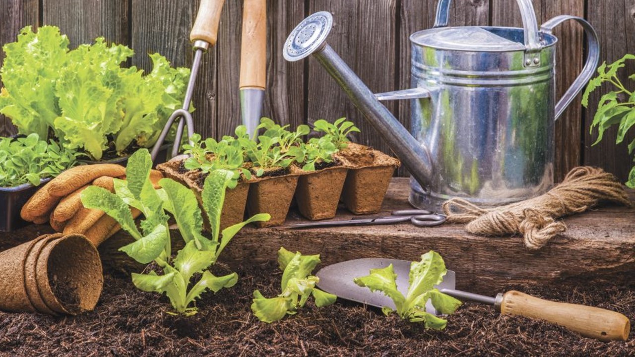 Labores de Jardín y Manejo de Plantas en Maceta