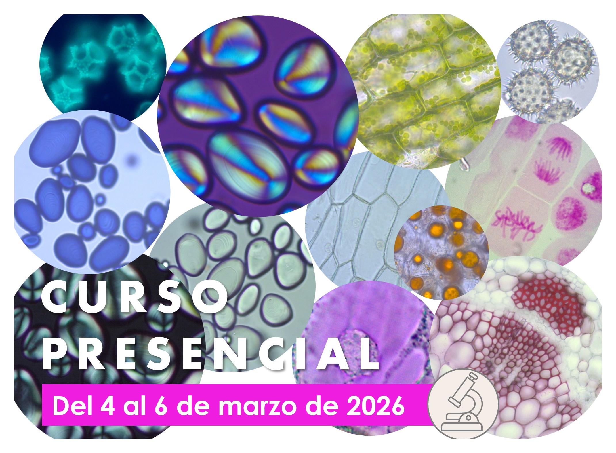 Un viaje microscópico hacia el interior de los tejidos vegetales